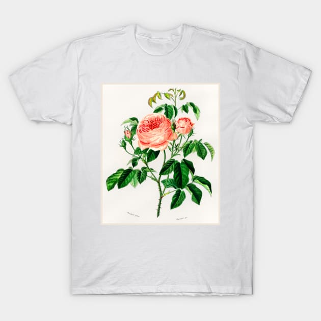 Cabbage Rose T-Shirt by WAITE-SMITH VINTAGE ART